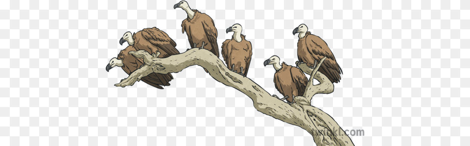 Griffon Vultures Carrion Birds Six Branch Animals Ks2 Griffon Vulture, Animal, Bird, Condor Png Image