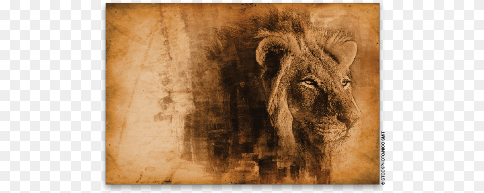 Gritty Texture Effect In Photoshop Adobe Photoshop, Animal, Lion, Mammal, Wildlife Png Image