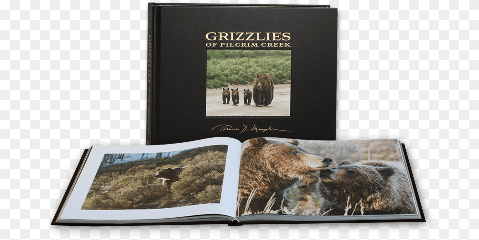 Grizzlies Of Pilgrim Creek Photographic Paper, Animal, Bear, Mammal, Wildlife Png Image