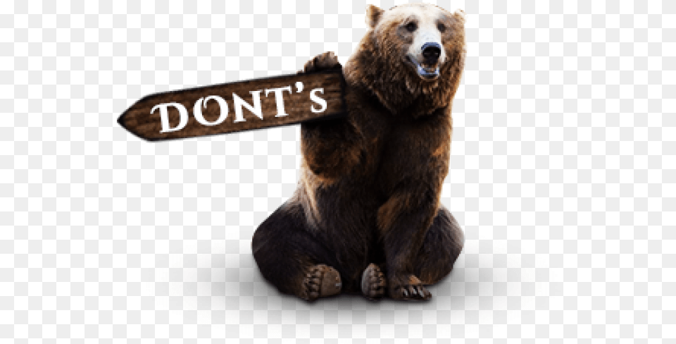Grizzly Bear, Animal, Mammal, Wildlife, Brown Bear Png
