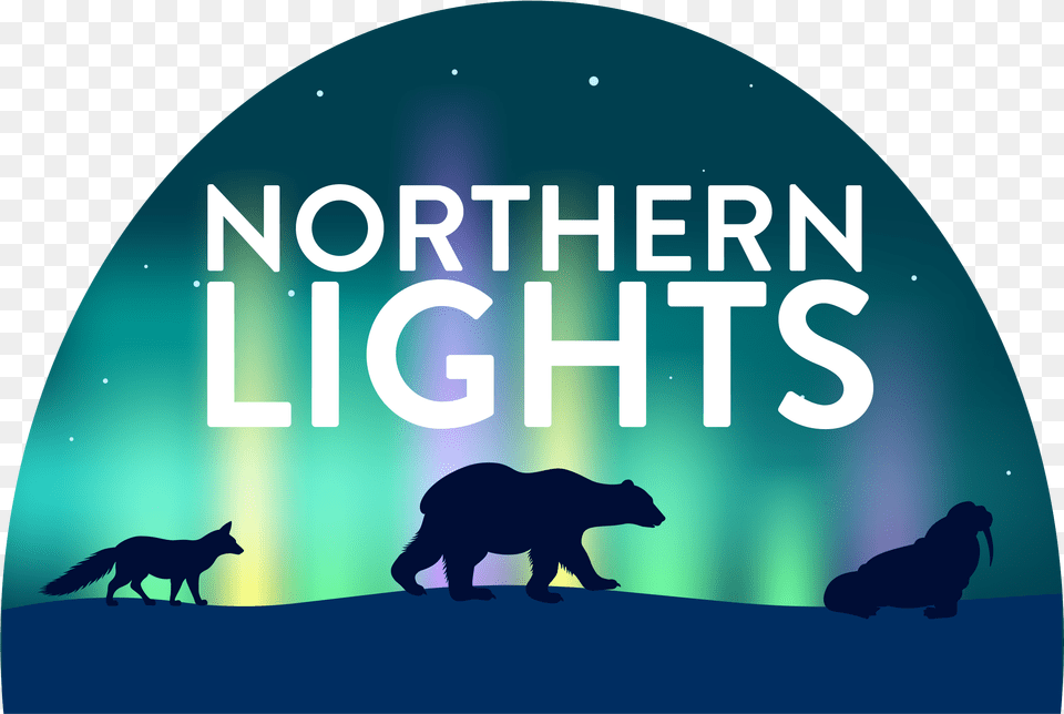 Grizzly Bear, Animal, Wildlife, Mammal, Night Free Png Download