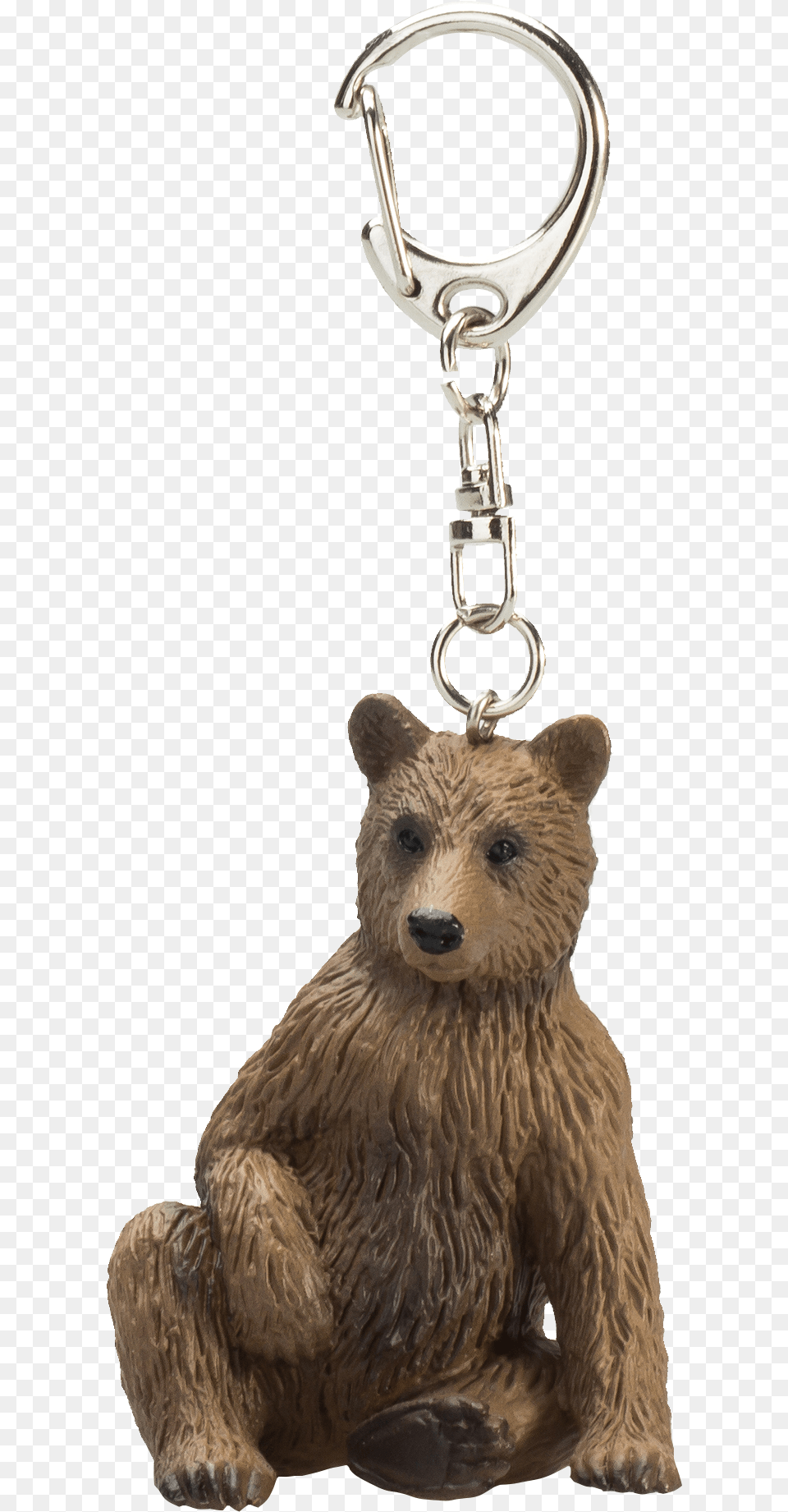 Grizzly Bear, Animal, Mammal, Wildlife, Accessories Free Png Download