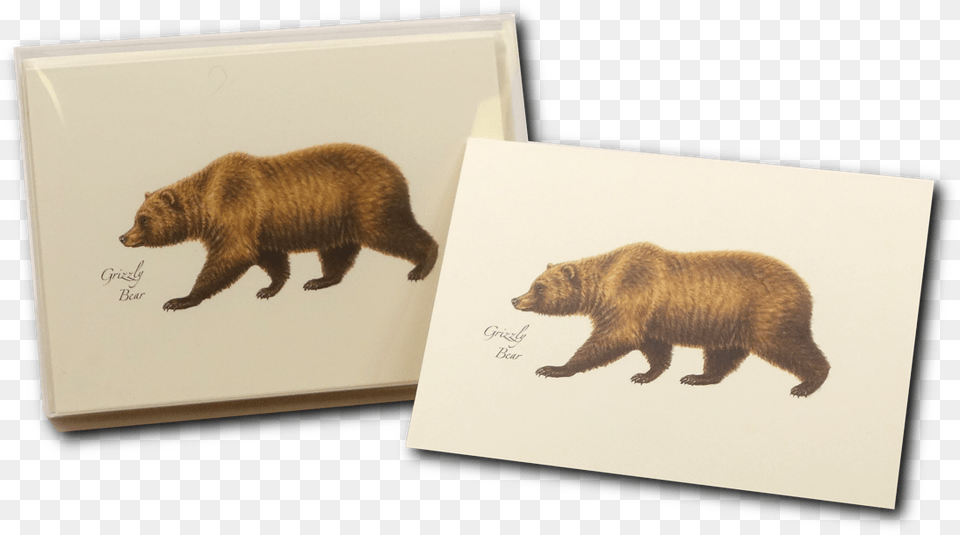 Grizzly Bear, Animal, Mammal, Wildlife, Brown Bear Png