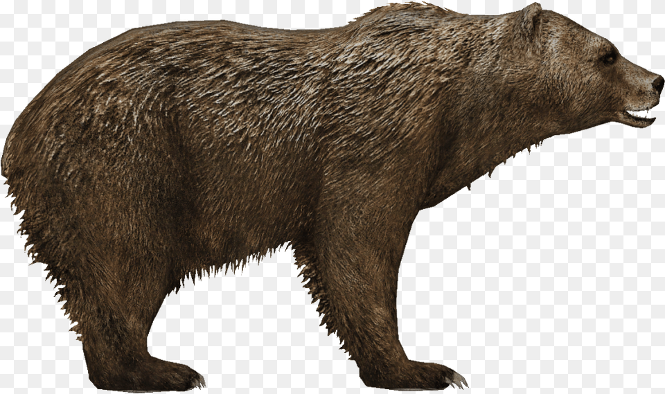 Grizzly Bear, Animal, Mammal, Wildlife, Brown Bear Png Image