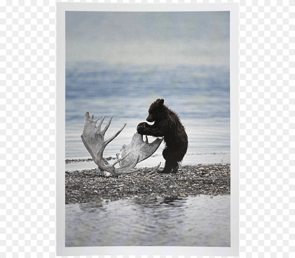 Grizzly Bear, Animal, Mammal, Wildlife, Wood Free Transparent Png