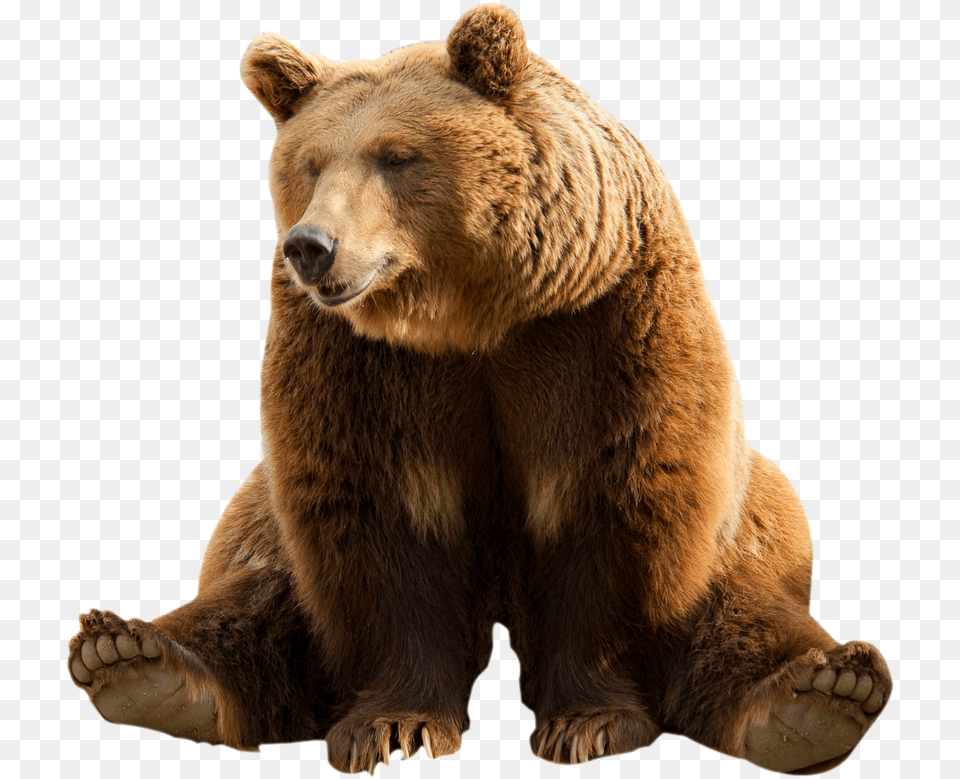 Grizzly Bear Background Brown Bear, Animal, Mammal, Wildlife, Brown Bear Png