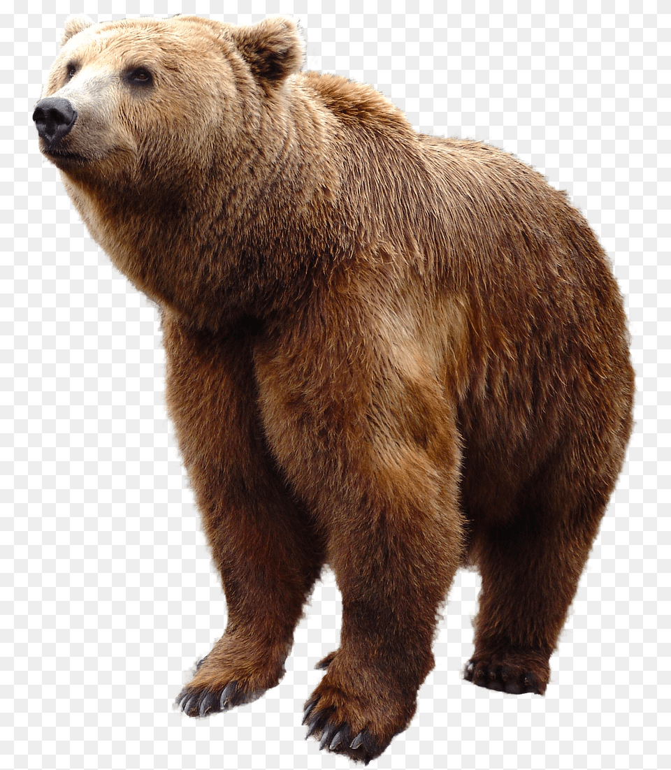 Grizzly Bear Bear, Animal, Mammal, Wildlife, Brown Bear Free Transparent Png