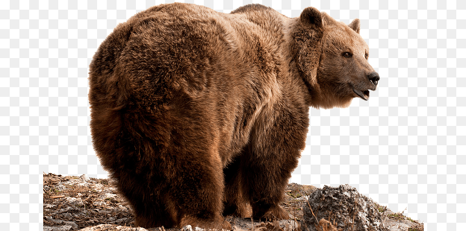 Grizzly Bear Brown Bear, Animal, Mammal, Wildlife, Brown Bear Free Png