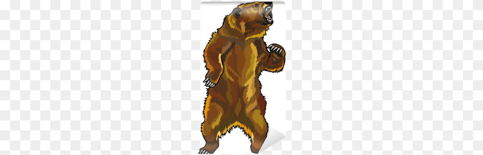 Grizzly Bear Clipart, Animal, Mammal, Wildlife, Brown Bear Png