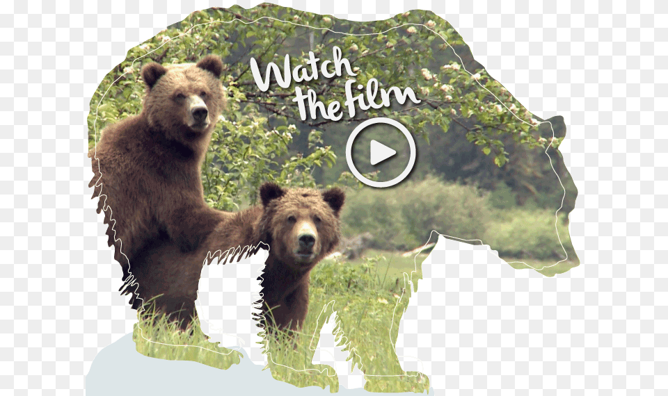 Grizzly Bear First Nations Hunting Animals, Animal, Mammal, Wildlife, Brown Bear Png Image
