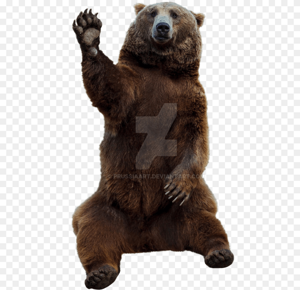 Grizzly Bear Grizzly Bear, Animal, Mammal, Wildlife, Brown Bear Free Transparent Png