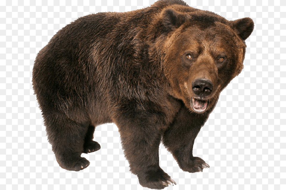 Grizzly Bear Grizzly Bear Transparent Background, Animal, Mammal, Wildlife, Brown Bear Free Png Download