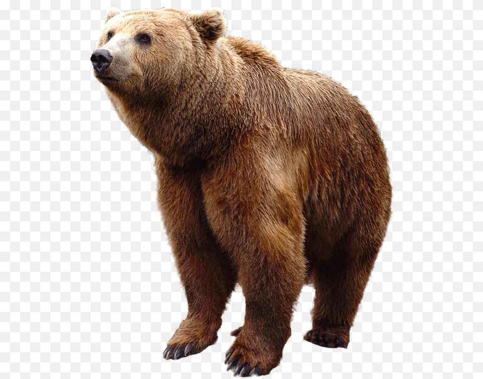 Grizzly Bear Standing Grizzly Bear Bear, Animal, Mammal, Wildlife, Brown Bear Free Png
