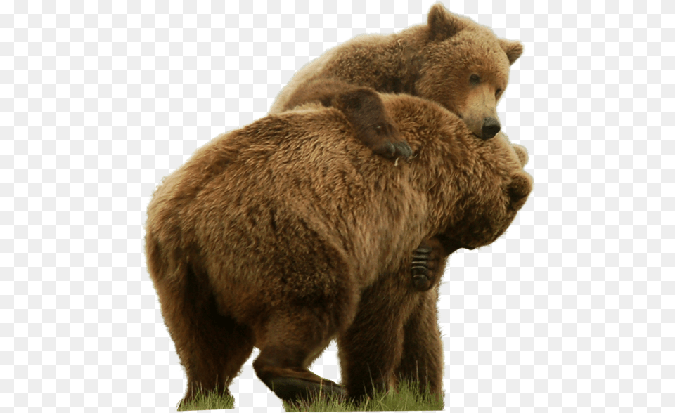 Grizzly Bear Standing Grizzly Bear, Animal, Mammal, Wildlife, Brown Bear Png Image