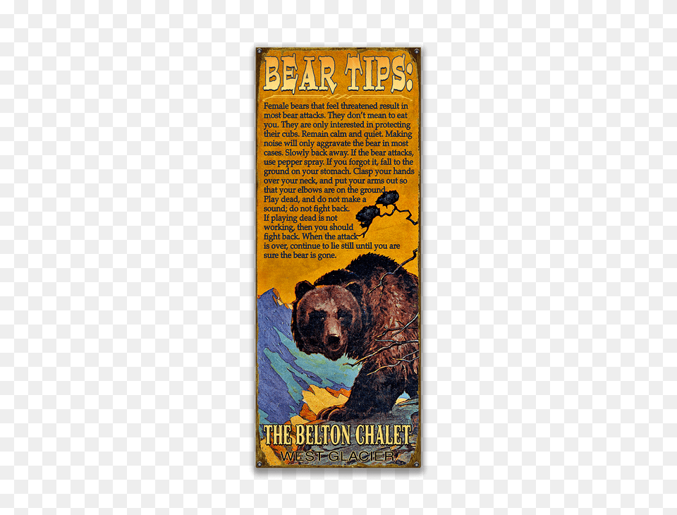 Grizzly Bear Tips, Animal, Mammal, Wildlife, Publication Png Image