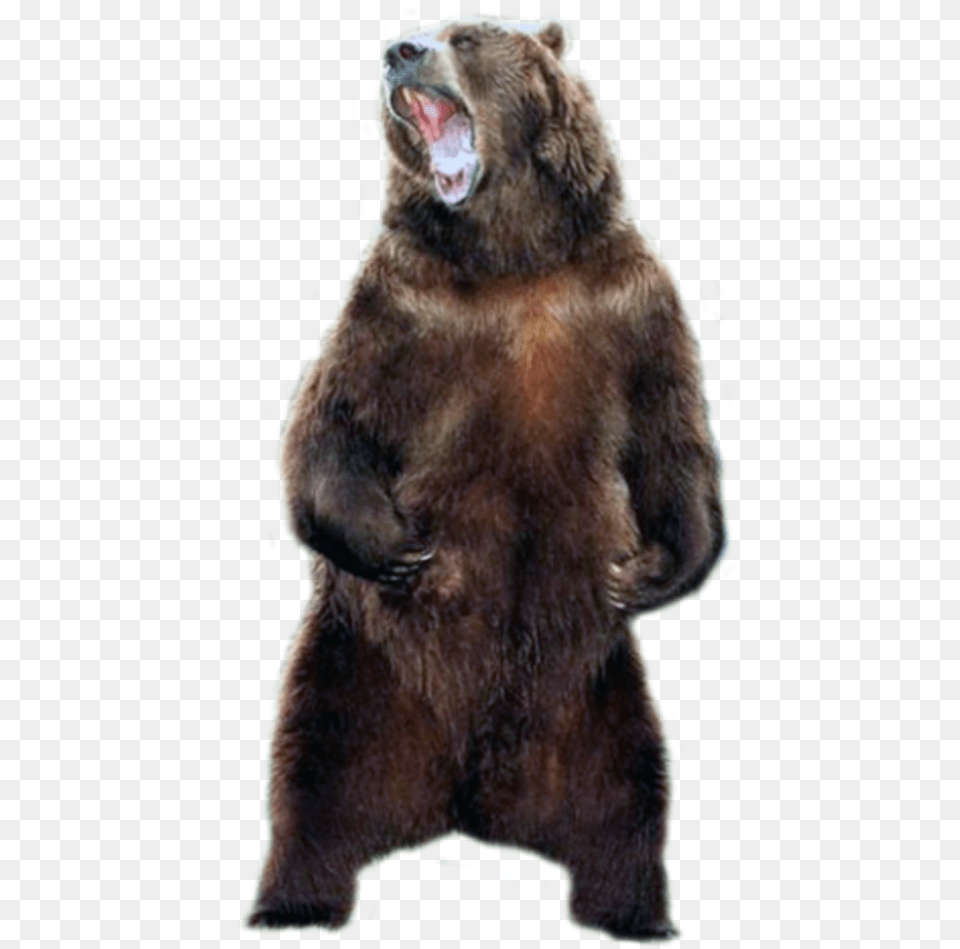 Grizzly Bear Animal, Mammal, Wildlife, Brown Bear Free Transparent Png