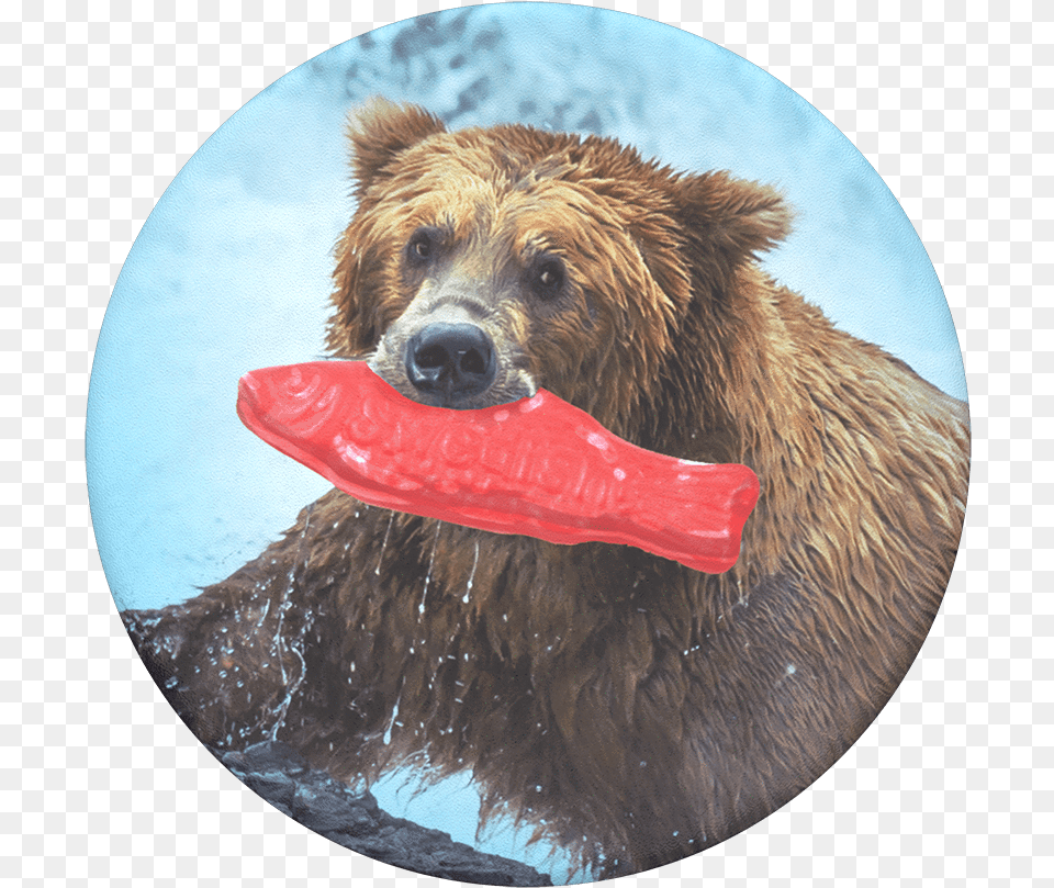 Grizzly Bear With Fish, Animal, Mammal, Wildlife, Toy Free Transparent Png