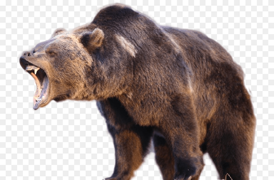 Grizzly Bears, Animal, Bear, Mammal, Wildlife Free Png Download