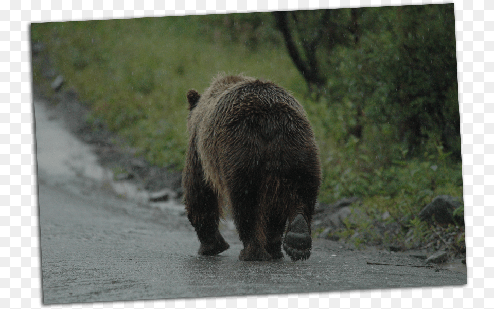 Grizzly Walking Away Grizzly Bear, Animal, Mammal, Wildlife, Brown Bear Png