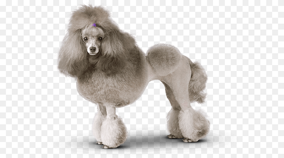 Groomed Poodle Download Groomed Poodle, Animal, Canine, Dog, Mammal Png Image