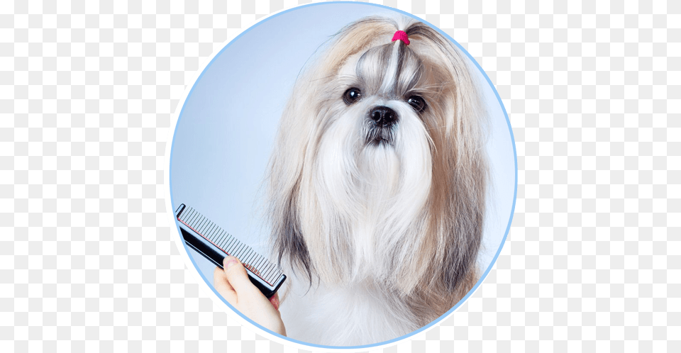 Grooming Dog, Animal, Canine, Mammal, Pet Png Image