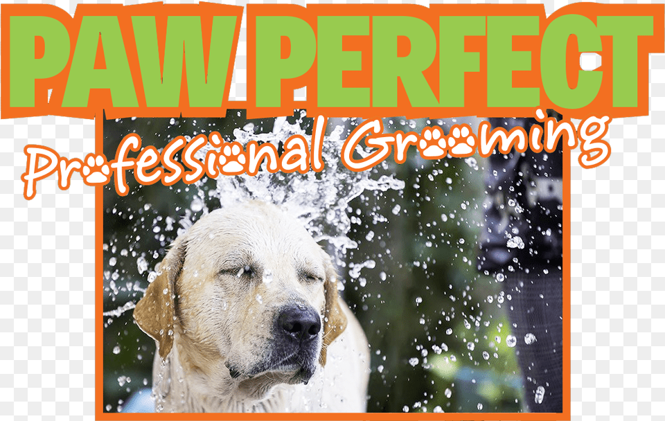 Grooming Dog Grooming, Animal, Canine, Labrador Retriever, Mammal Png Image