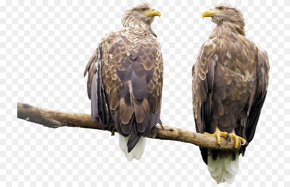 Grootste Roofvogel In Nederland, Animal, Bird, Eagle, Beak Free Png