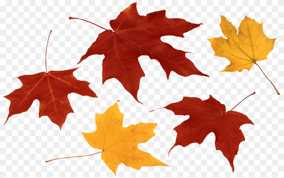 Groovy Red Fall Leaf Clipart, Maple, Plant, Tree, Maple Leaf Png Image