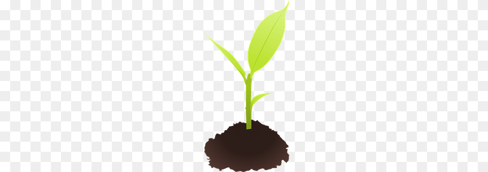 Ground Leaf, Plant, Sprout, Soil Free Transparent Png