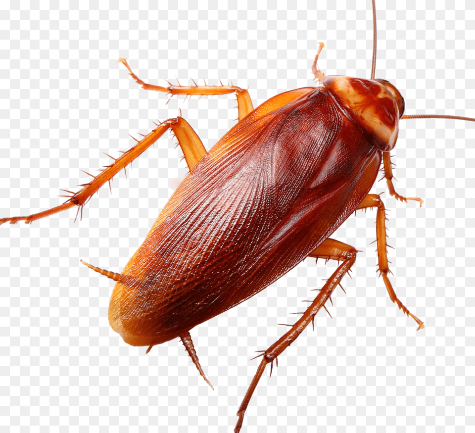 Ground Beetle Cockroach Hd, Animal, Insect, Invertebrate Free Png