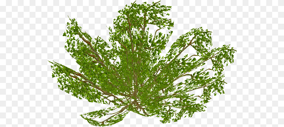 Ground Bush 3 Vascular Plant, Leaf, Tree, Green, Herbs Free Transparent Png