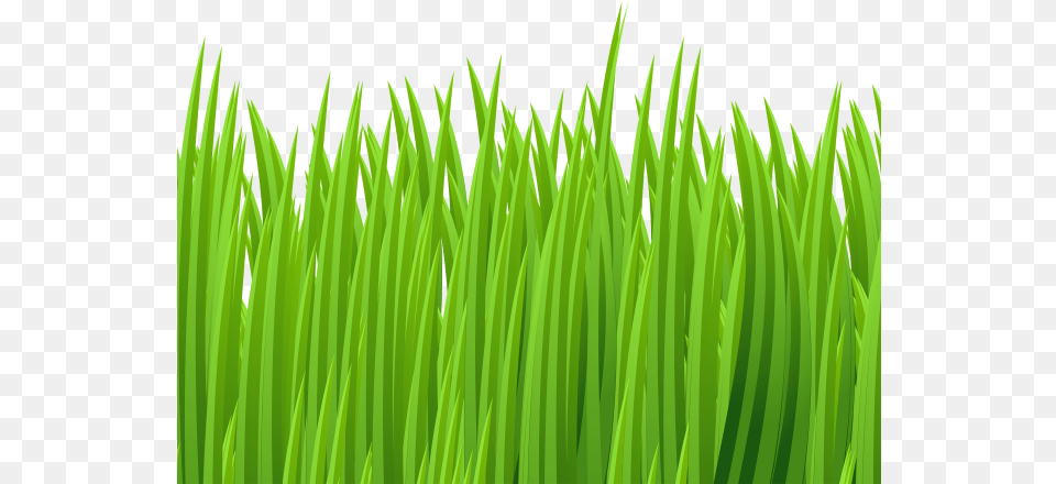 Ground Clipart Green Grass Grass Clip Art, Lawn, Plant Png