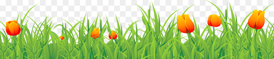 Ground Clipart Transparent Background Grass Tulips, Plant, Flower, Green, Vegetation Free Png Download