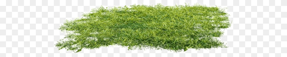 Ground Clipart Transparent Moss, Grass, Plant, Food, Seasoning Png