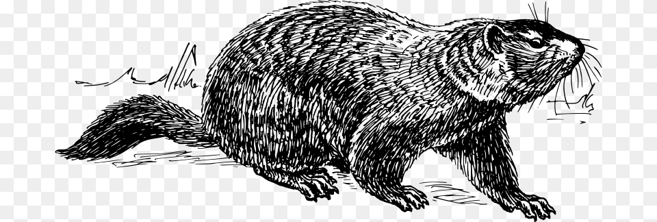 Ground Hog, Gray Png