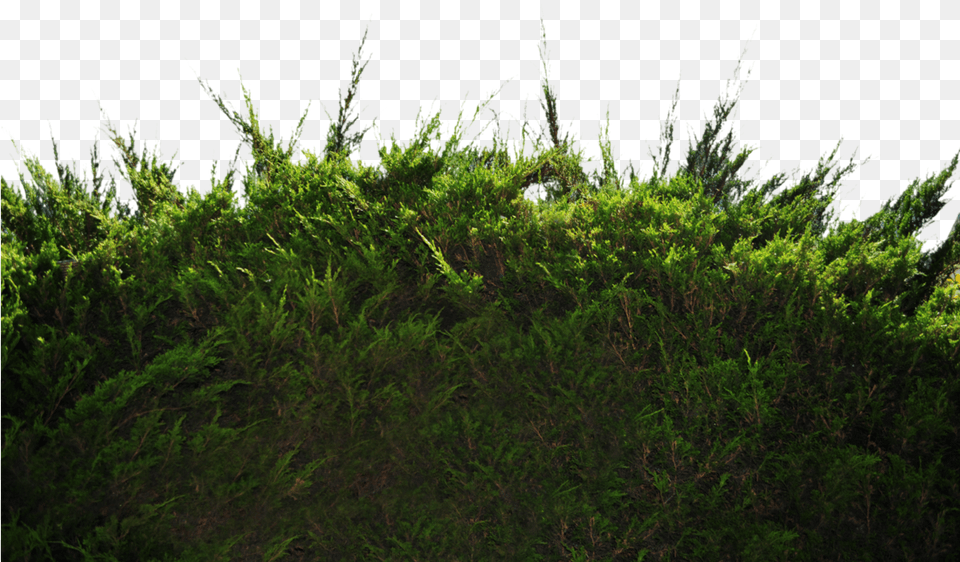 Ground Pine Bush 1 Stock Photo Dsc 0049 By Annamae22, Grass, Moss, Plant, Vegetation Free Transparent Png