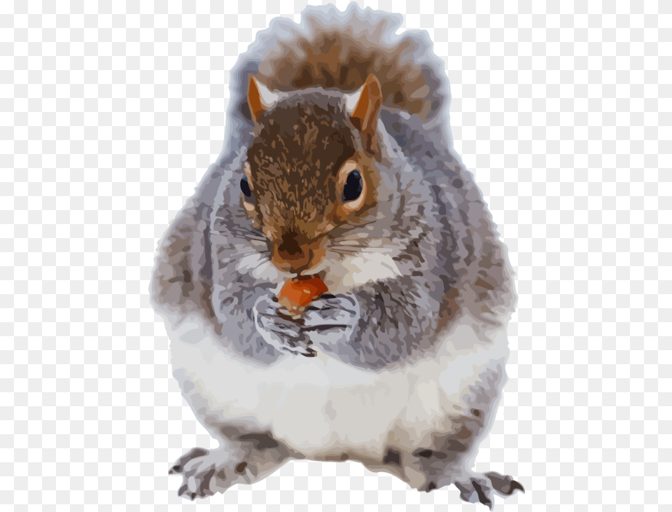 Ground Squirrelssnoutsquirrel Animales De Frio, Animal, Mammal, Rodent, Squirrel Free Png