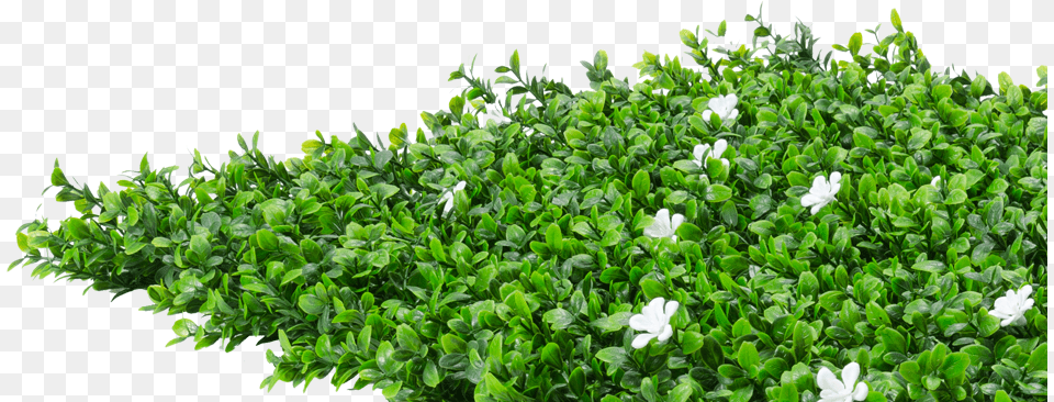 Groundcover Hedge Flowers, Herbal, Herbs, Leaf, Plant Free Png