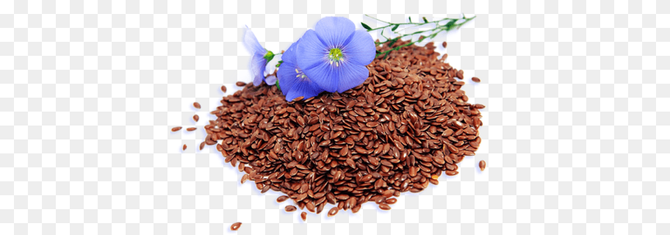 Grounded Flax Seed Flaxseed Health Benefits, Birthday Cake, Plant, Food, Flower Free Transparent Png