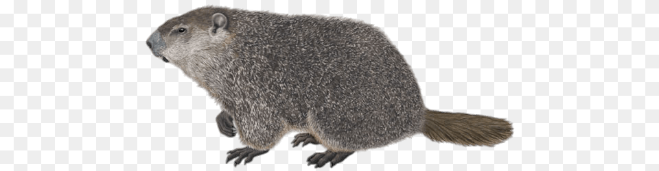 Groundhog, Animal, Mammal, Rodent, Rat Free Png