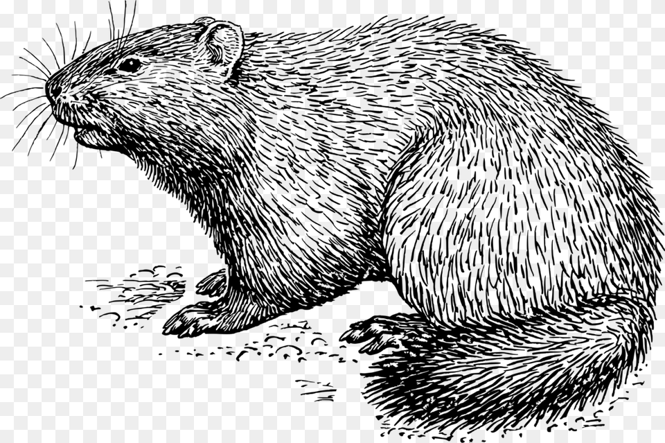 Groundhog Black And White Clipart, Gray Png Image