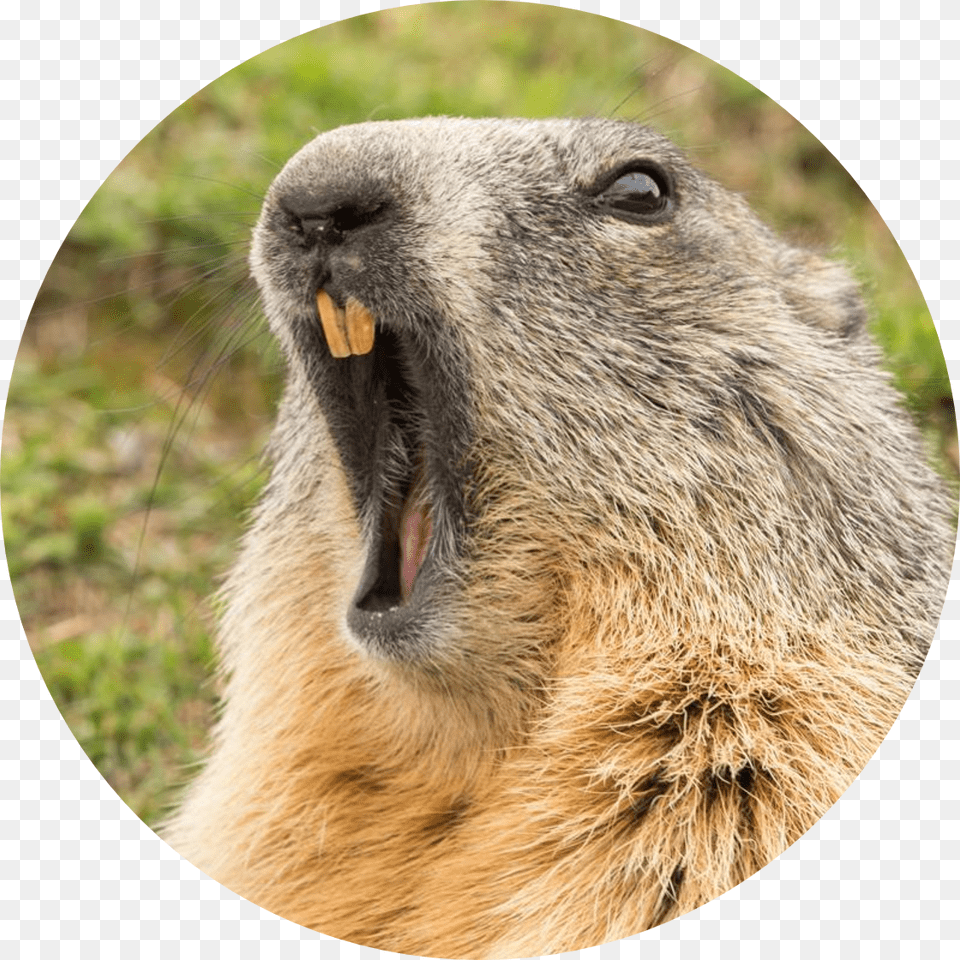 Groundhog Day Long Do Groundhogs Live, Animal, Mammal, Rat, Rodent Free Transparent Png