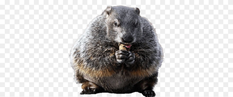 Groundhog Eating Peanut, Animal, Bear, Mammal, Wildlife Png Image