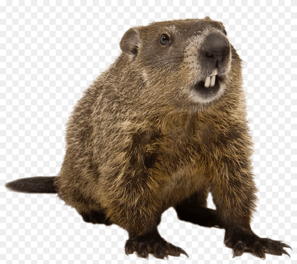 Groundhog Front View, Animal, Mammal, Rodent, Beaver Free Png