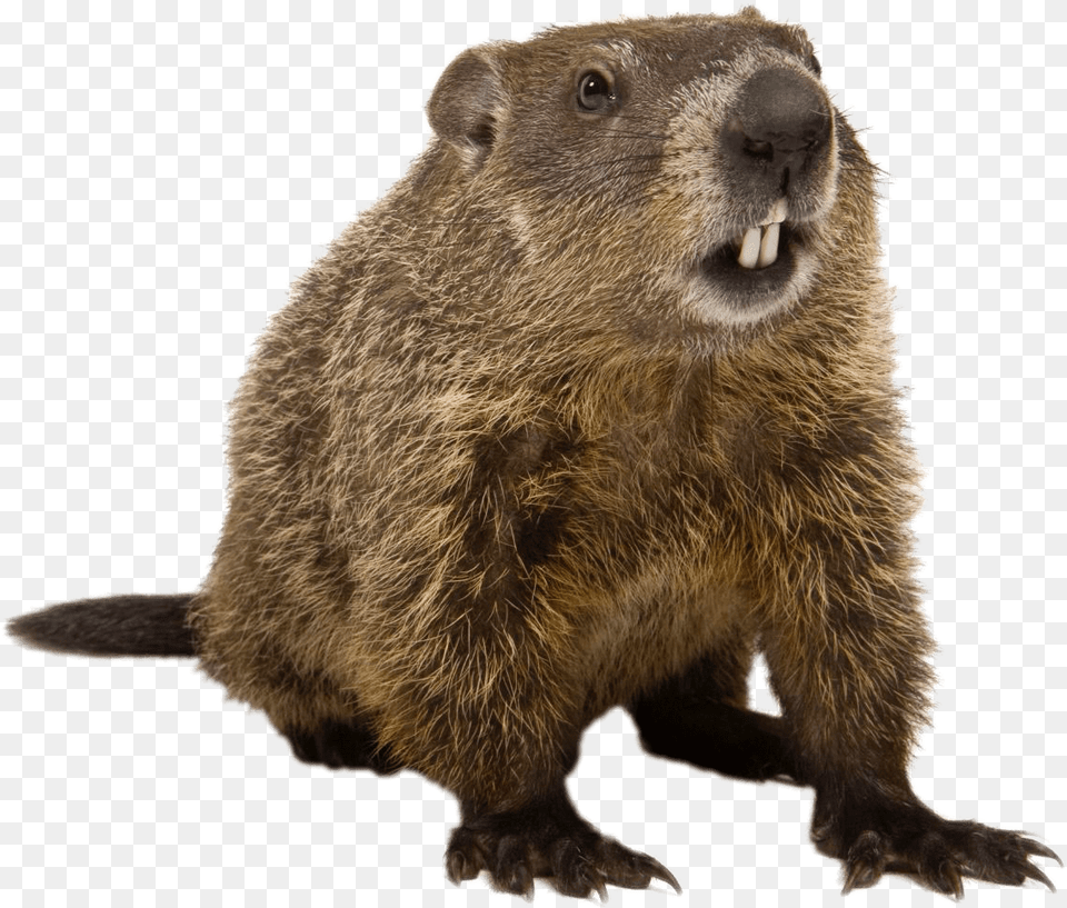 Groundhog Front View Transparent Groundhog, Animal, Mammal, Rodent, Bear Png