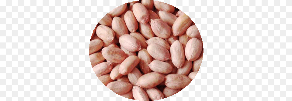 Groundnut Seeds Dried Peanut, Food, Nut, Plant, Produce Free Png