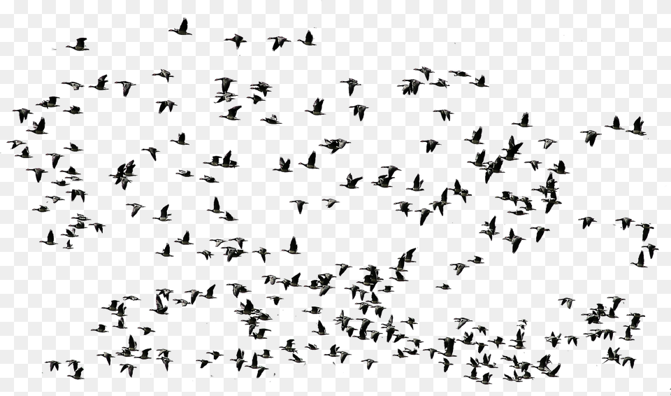 Group Flying Birds Birds Fly Transparent, Animal, Flock, Chandelier, Lamp Png Image