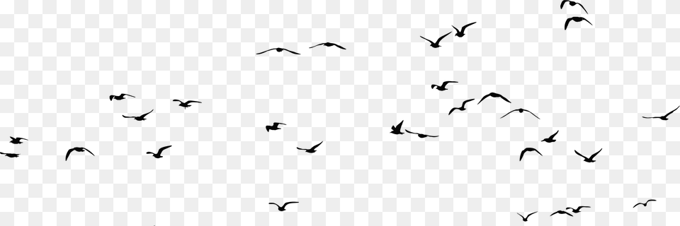 Group Of Birds Flock Of Seagulls Silhouette, Gray Free Transparent Png