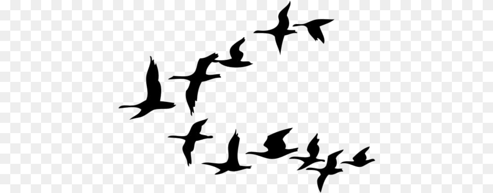 Group Of Birds Transparent Cartoon Birds Flying, Silhouette, Animal, Bird, Flock Png Image
