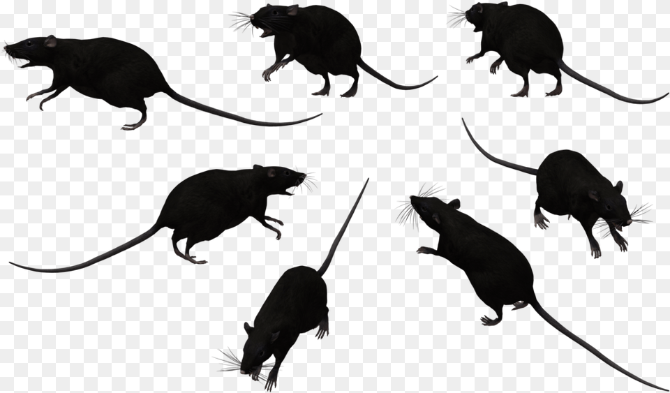 Group Of Black Rats, Animal, Mammal, Rat, Rodent Free Png Download